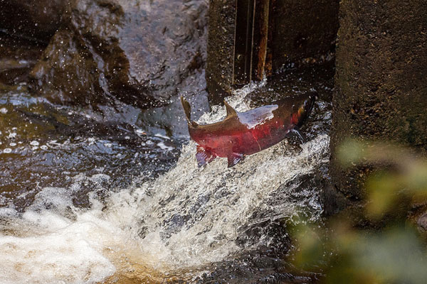 Leaping salmon