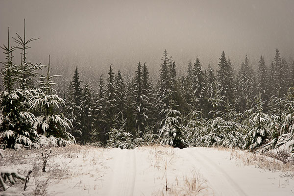 Snowy woods