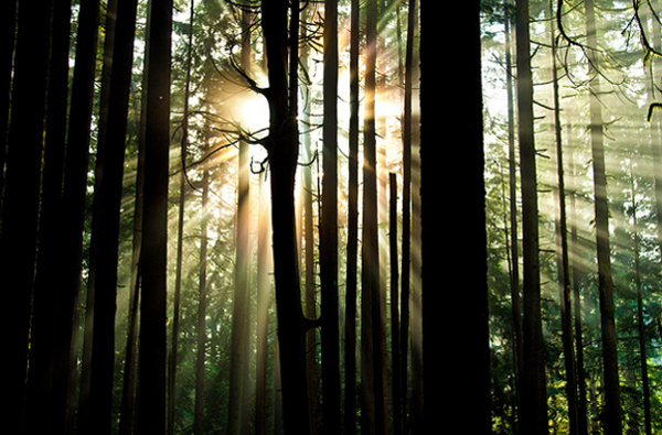 BCForestSun_600px.jpg