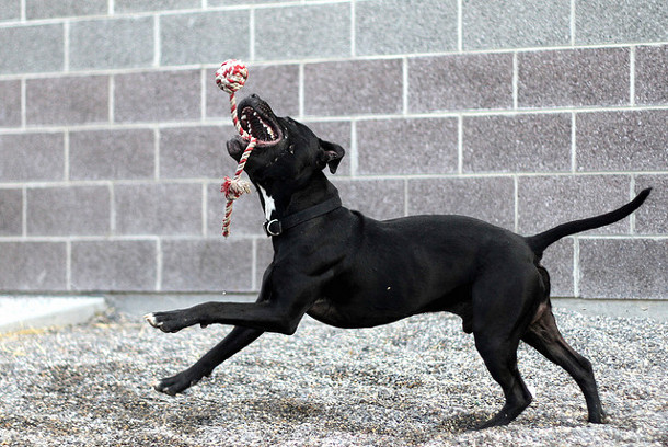 Pit bull
