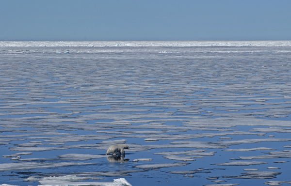 Polar bears by Ed Struzik