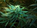 Marijuana plant