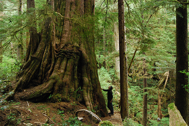 Walbran-Giant