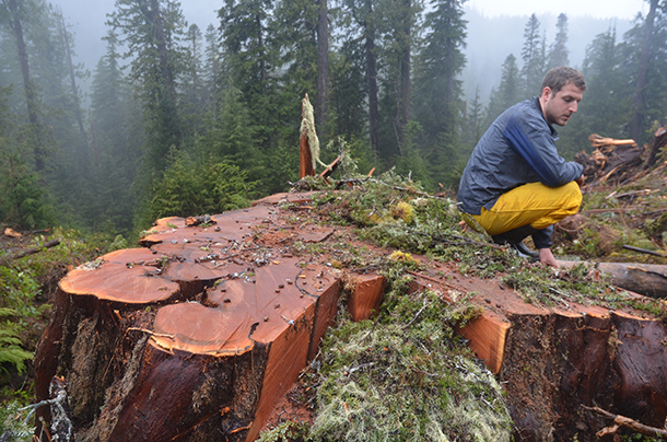 582px version of PHOTO2.Clearcut-610px.jpg