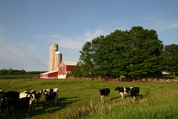 DairyCowsCanada_610px.jpg