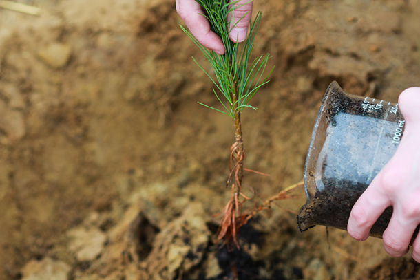 TreePlantBeaker_610px.jpg