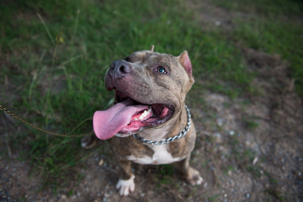 Pit bull