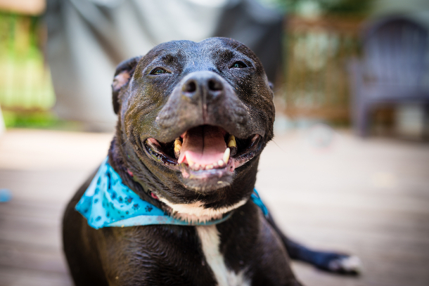 Pit bull