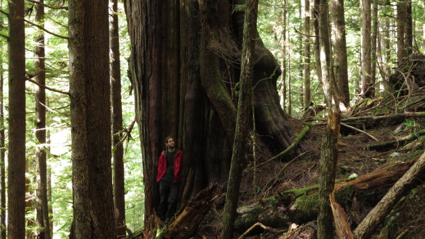 Walbran Valley old growth