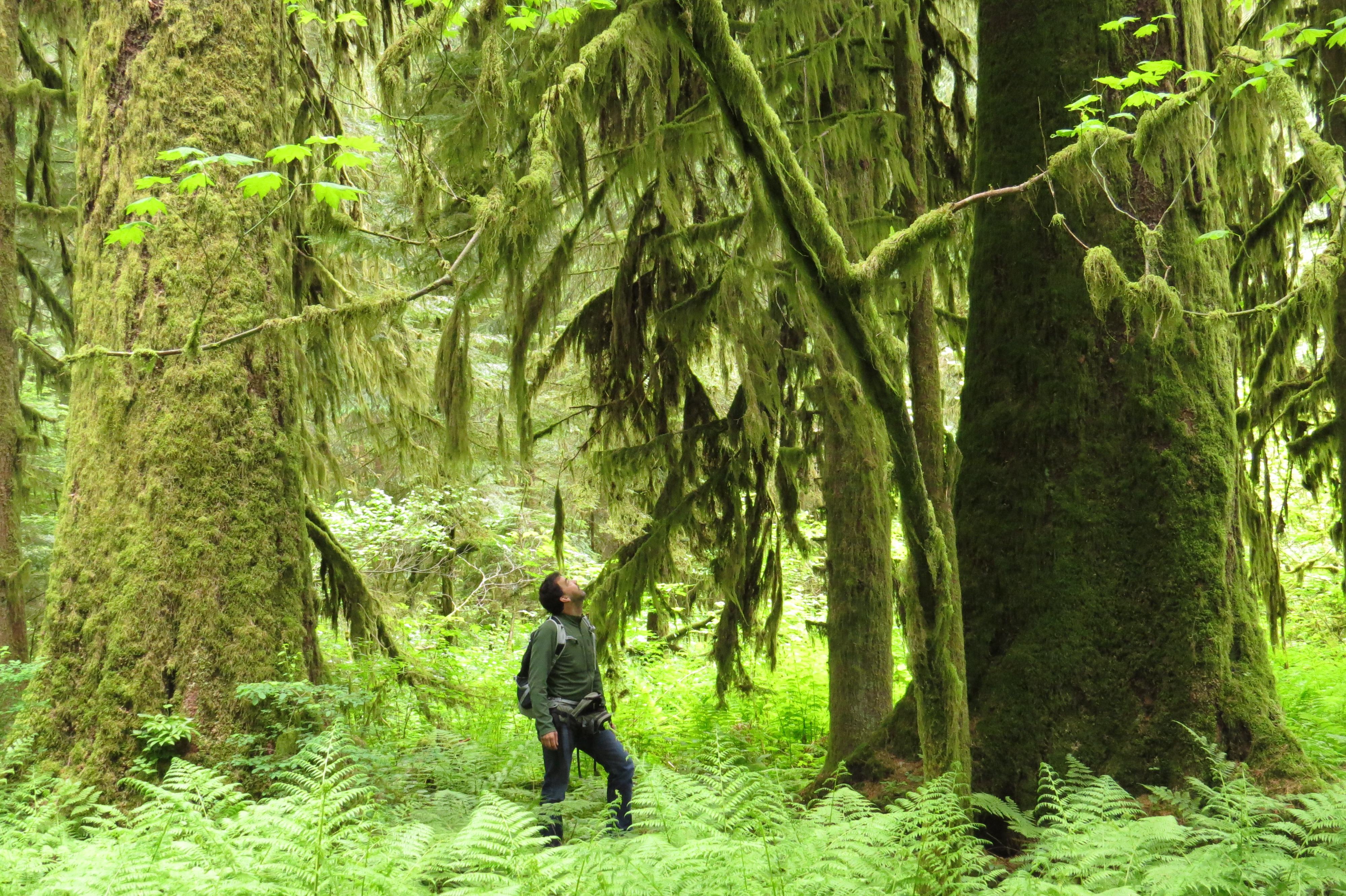 Old-Growth-Tree.JPG