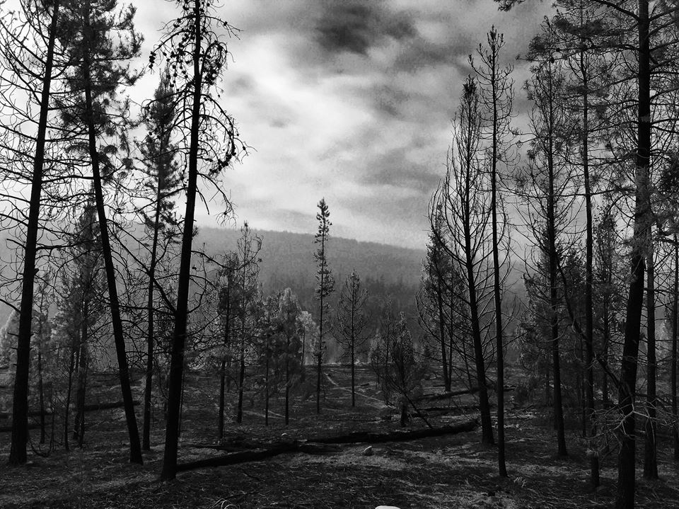 Forest-Fire-BW.jpg
