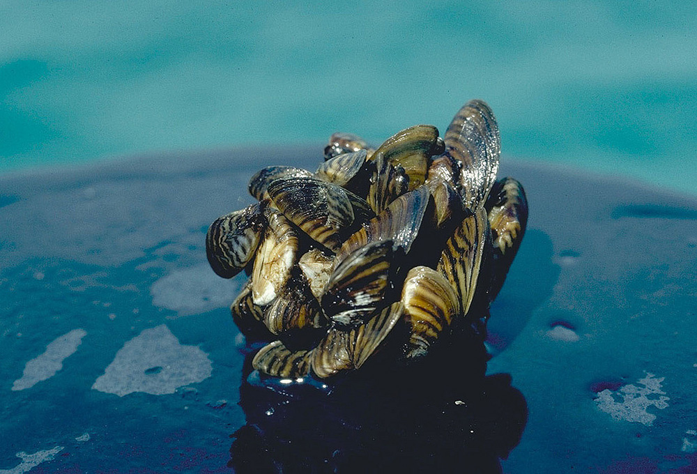 ZebraMussels.jpg