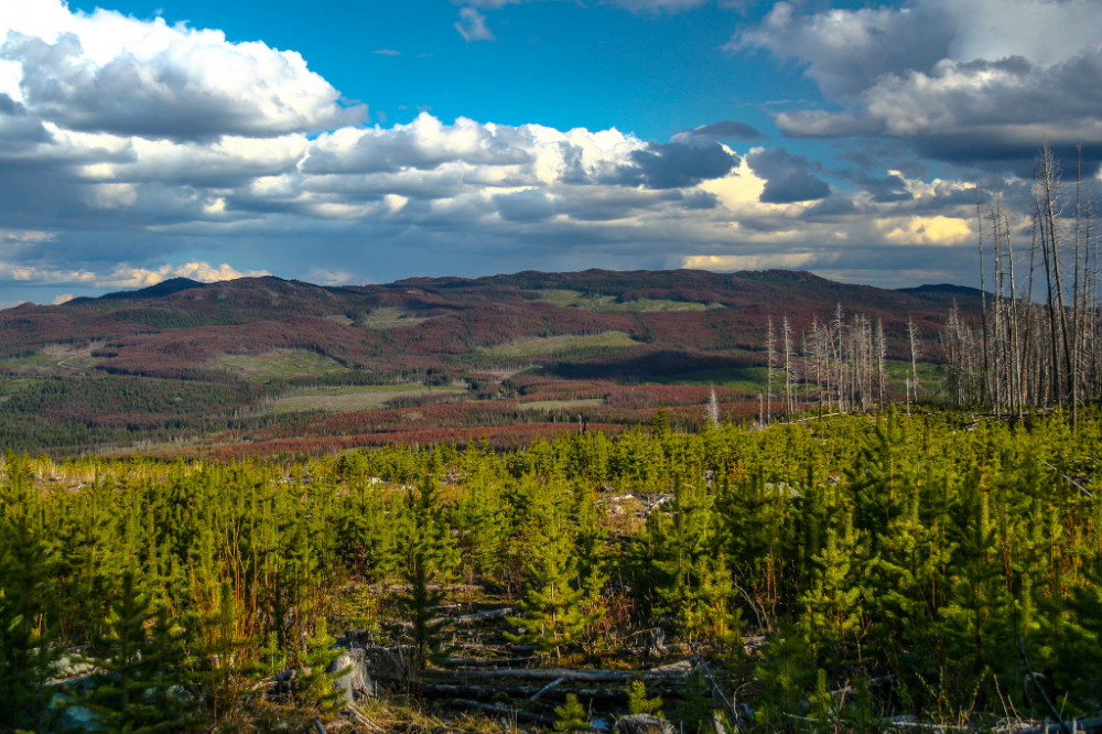 boreal-forest.png