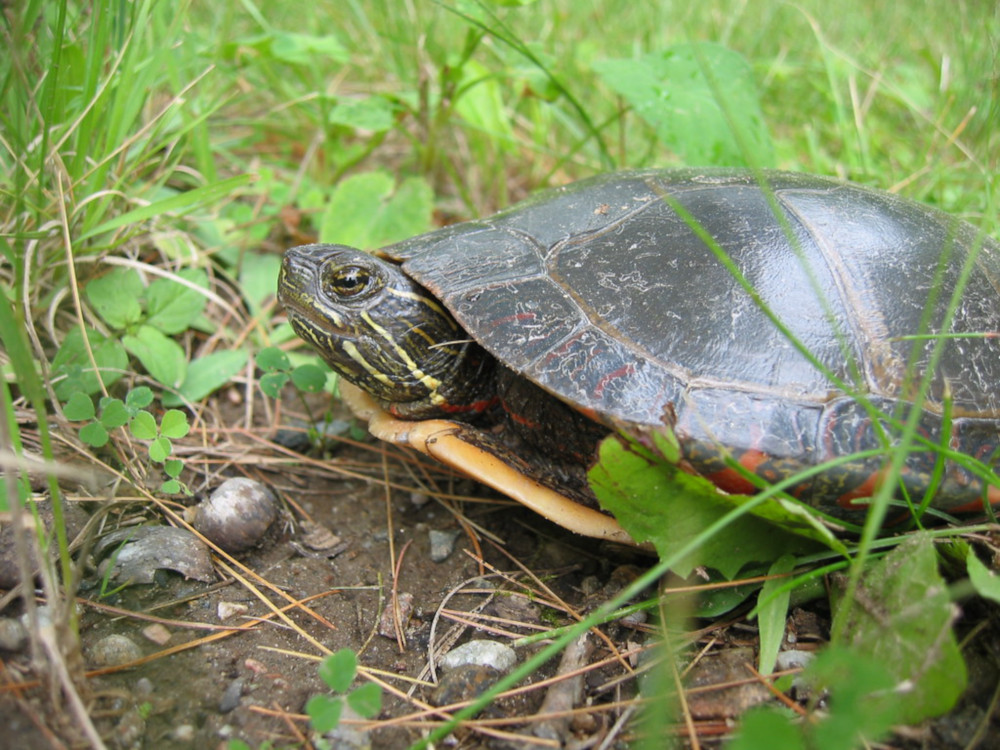 TurtleInGrass.jpg