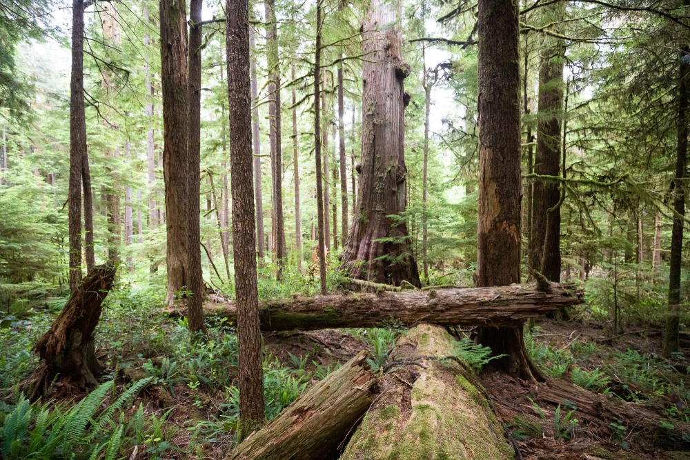 Eden Grove Port Renfrew