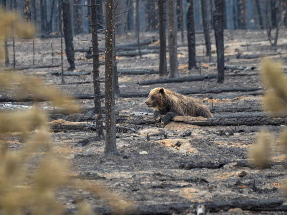A bear is stretched out on the ashy ground, surrounded by burned trees.