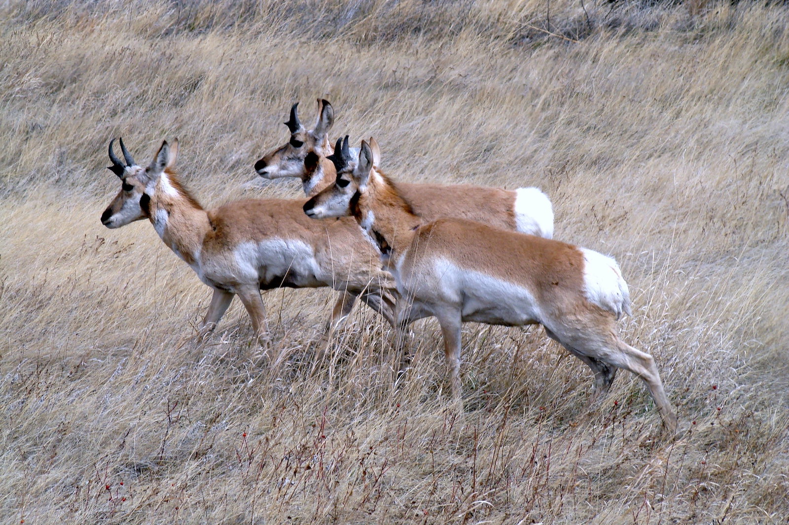 A group of three antelope, brown with white patches, move through brown grasslands.