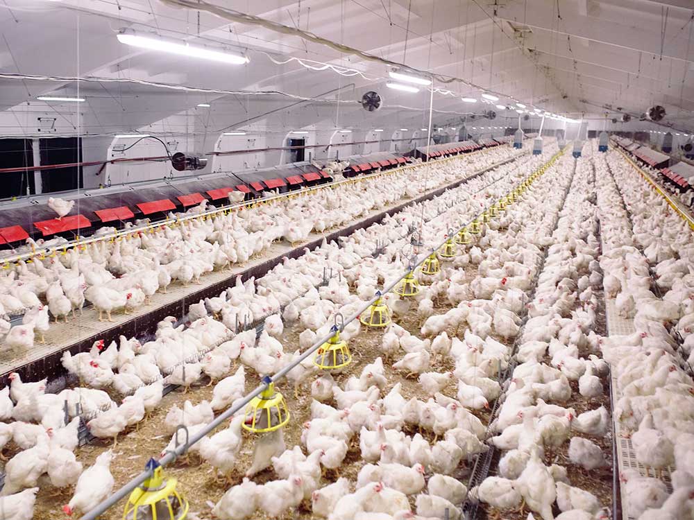 A large, brightly lit warehouse space with thousands of chickens crowded together.