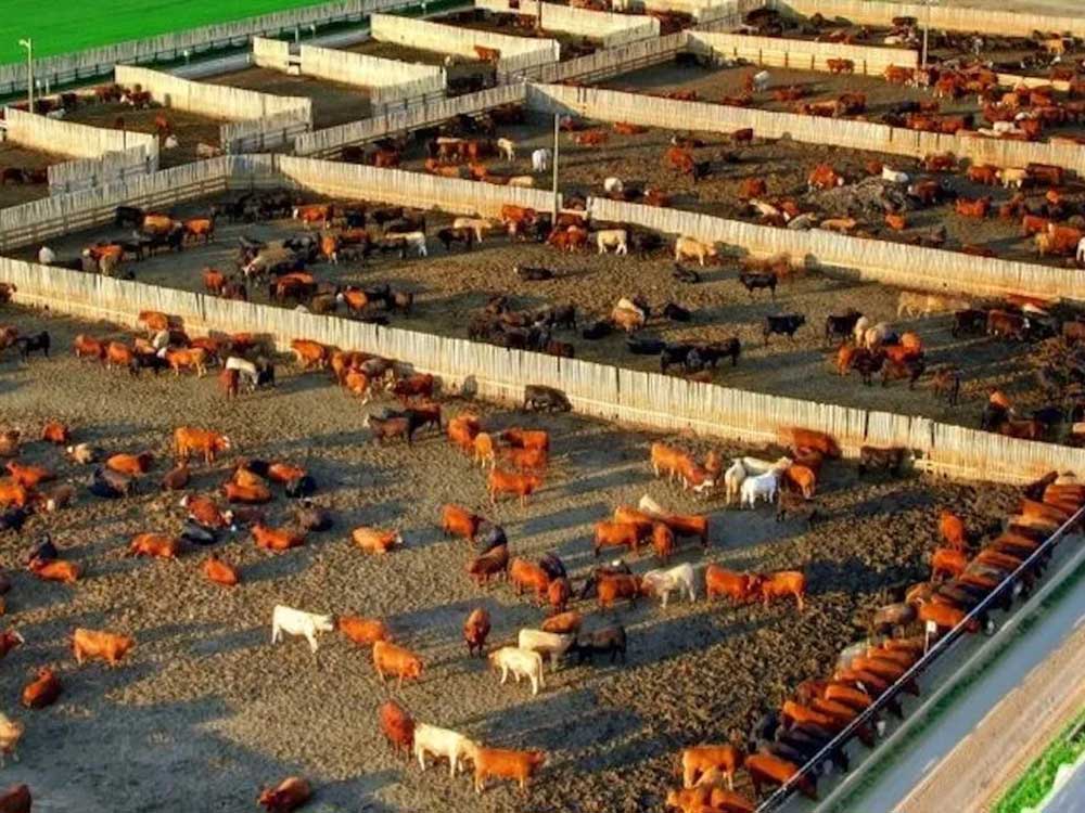 An aerial shot of a group of large pens filled with cattle.