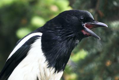 The One Bird Danielle Smith Is Most Like