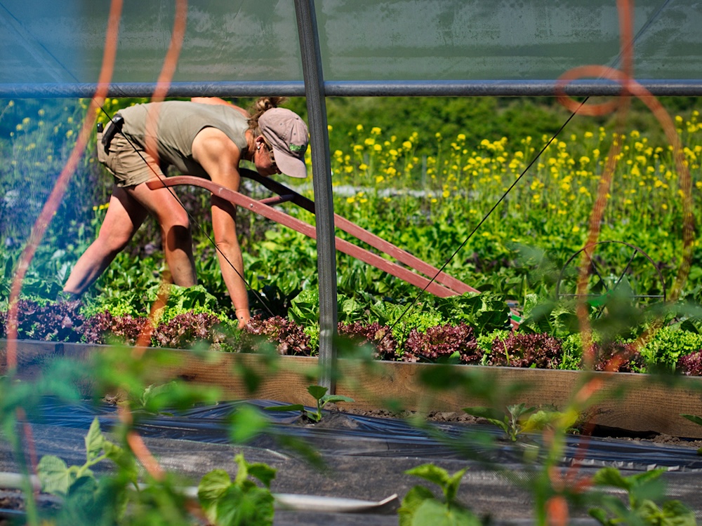 Ariella Falkowski bends over to attend to some lettuce in a hoophouse. 