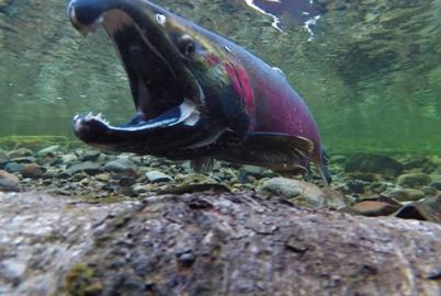Please Advise! What’s with BC’s Coked-Up Salmon?