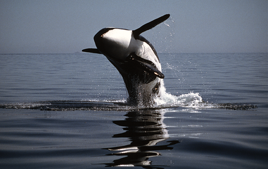 Killer Whale breaching