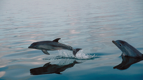 Bottlenose Dolphins riding waves