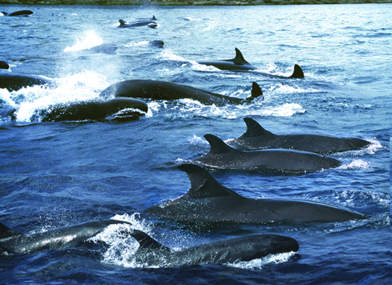 False Killer Whales