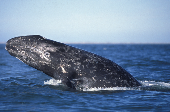 Gray Whale