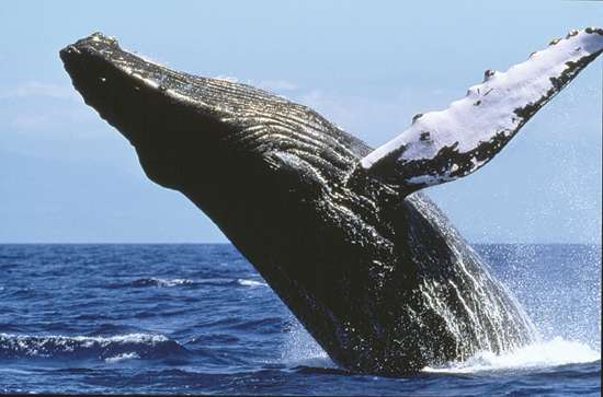 Humpback whale