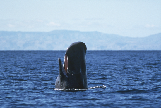 Sperm Whale