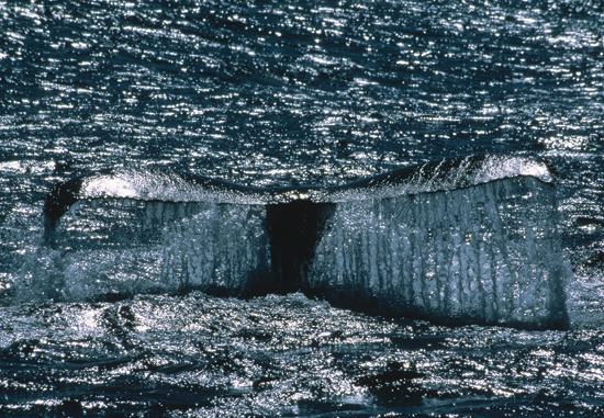 Blue whale tailfin
