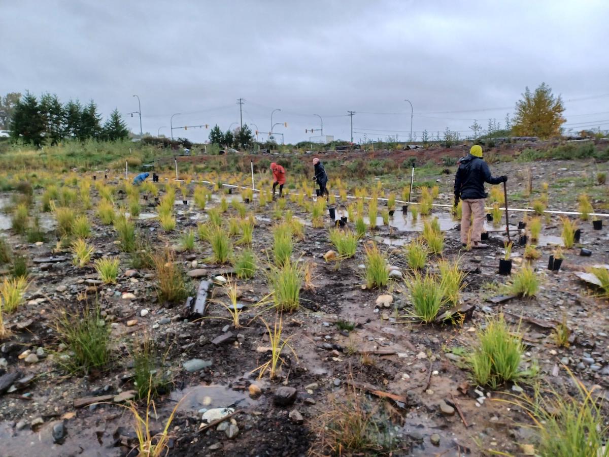 Small plants mark rocky and muddy earth. People with shovels and rain jackets are working to plant them under a cloudy sky.