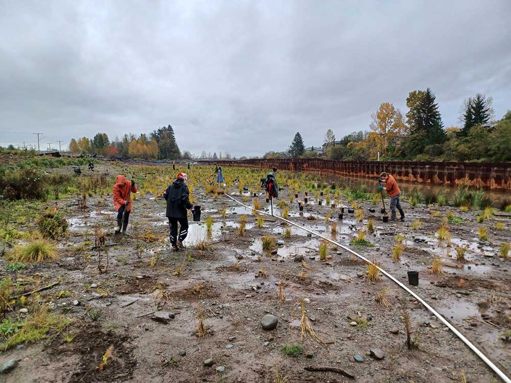 Small plants mark rocky and muddy earth. White piping rests on top of the ground as people with shovels work around it.