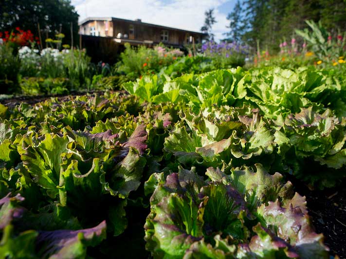 A closeup of a bunch of lettuce within a garden sprouting from the ground.
