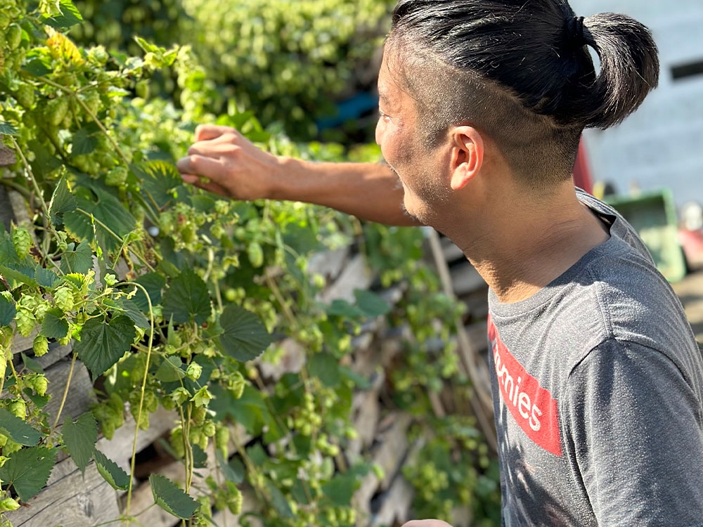 A man with short black hair tied back wears a grey T-shirt and picks green hops from a trellis to the left of the frame.