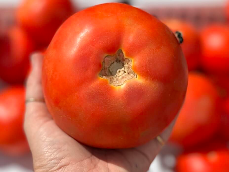 A humble tomato at a farmers market, being tested with a squeeze.