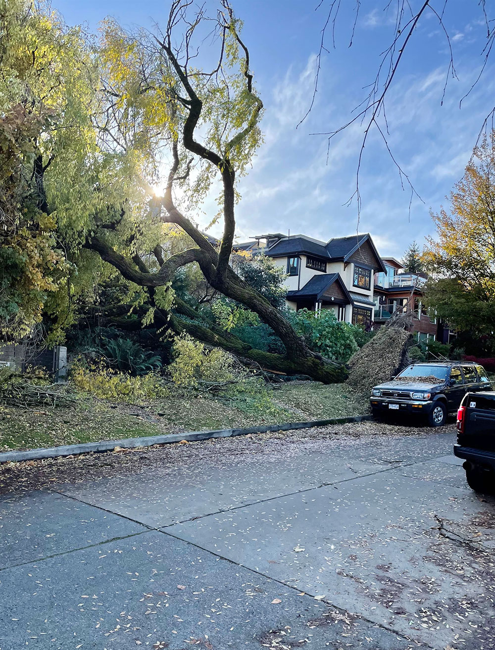A blue sky and late-day sun loom behind a large tree that has fallen into a yard on a residential street. A parked SUV to the right of the frame stands next to uprooted concrete and grass from the impact of the tree&rsquo;s roots lifting up out of the ground as it fell. In the foreground is a grey street with leaves scattered across it.