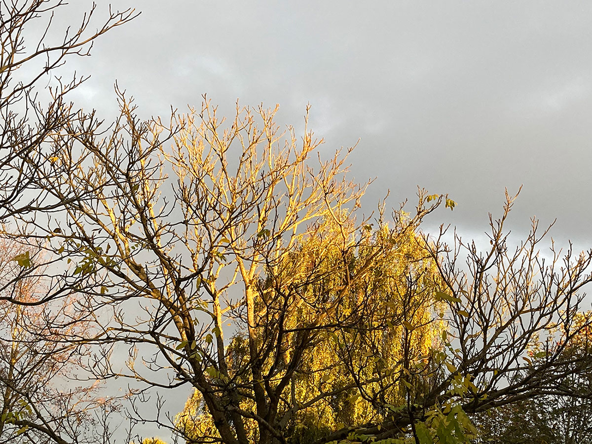 A stand of deciduous treets against a bright grey sky. The trees in the middle have yellow leaves; the others have bare branches.