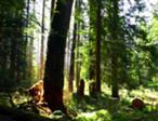 Heartwood3.jpg