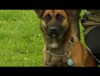 Paws & Poop - video thumbnail