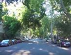 Street-Trees-SM.jpg