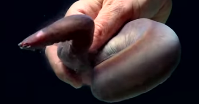 Hagfish-Fist-Slime.png