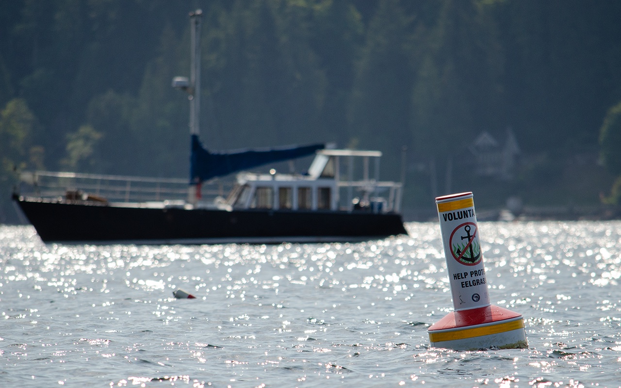 A buoy shows an image of an anchor sitting in wavy green eelgrass, encircled and crossed out in red, with the words 'Voluntary: help protect eelgrass' above and below it. In the background is a sailboat on sun-dappled water, with trees and homes along the shore in the far distance.