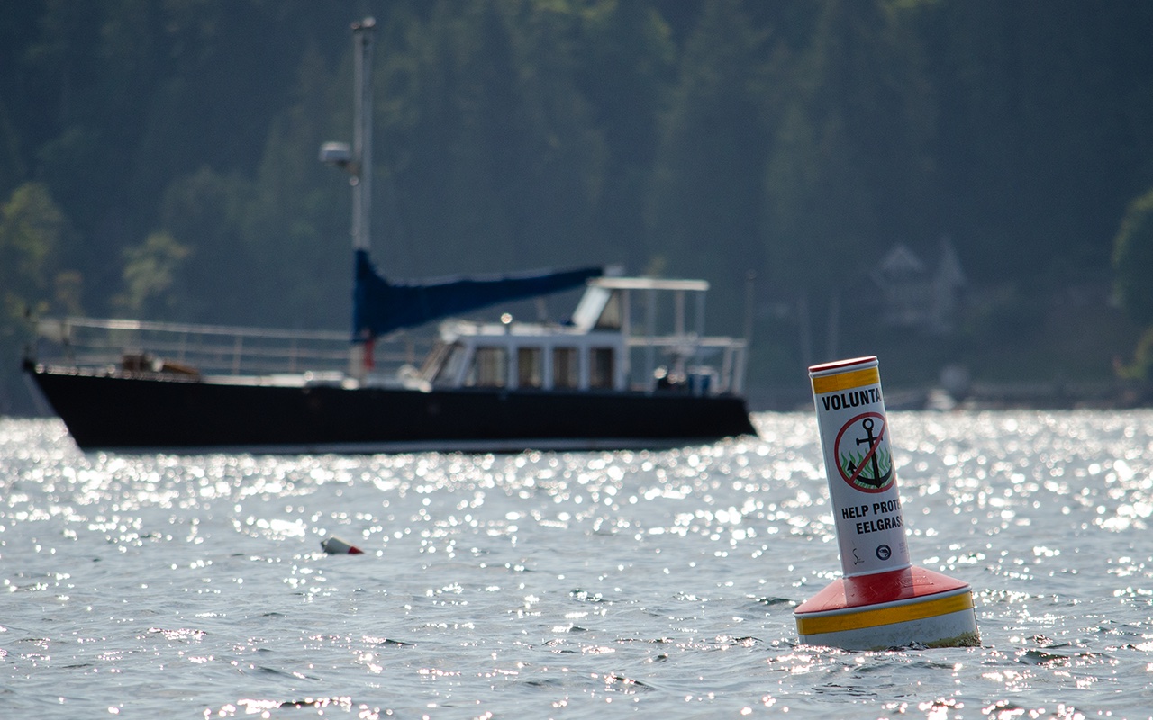 A buoy shows an image of an anchor sitting in wavy green eelgrass, encircled and crossed out in red, with the words 'Voluntary: help protect eelgrass' above and below it. In the background is a sailboat on sun-dappled water, with trees and homes along the shore in the far distance.