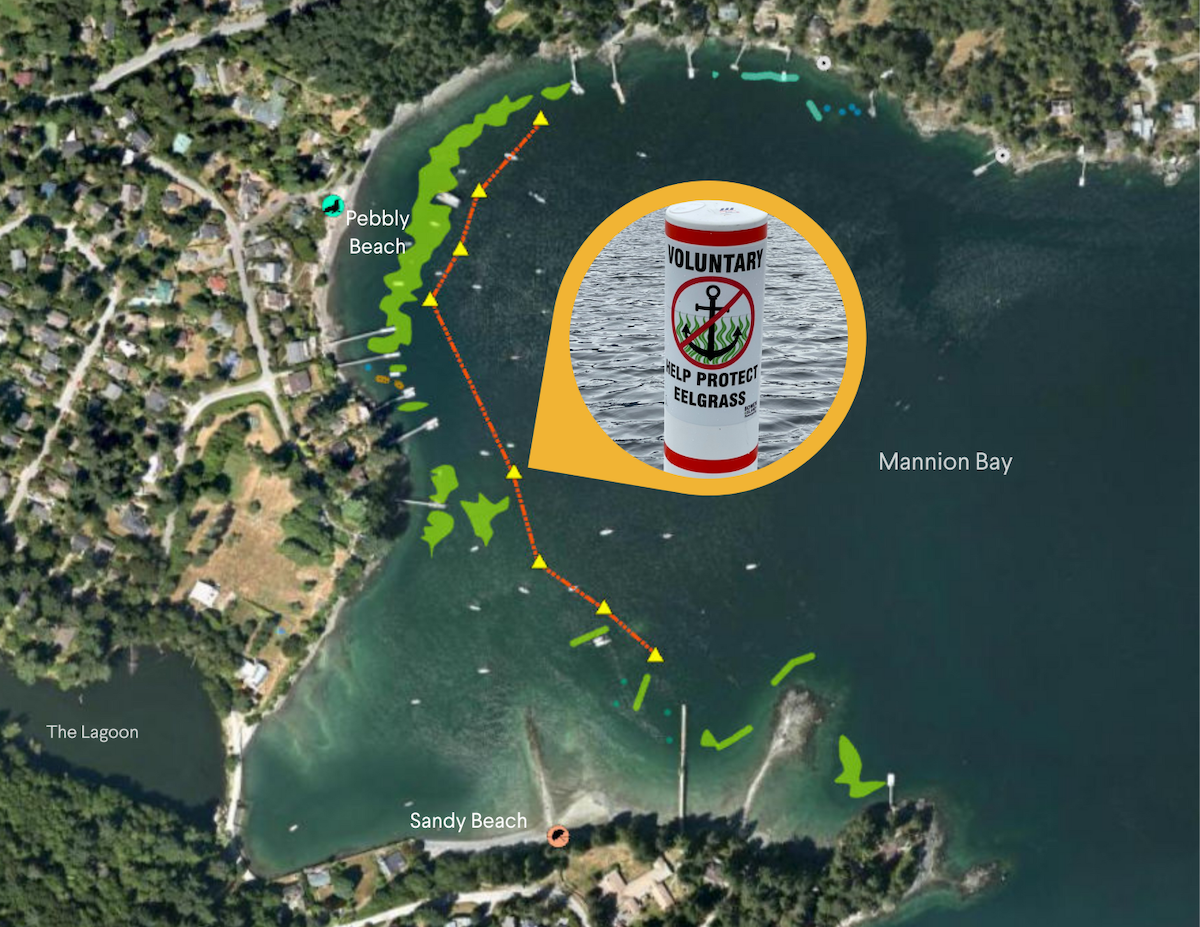 An aerial view of Mannion Bay is overlaid with a round photo of a voluntary no-anchor buoy, as well as blobs of green showing where eelgrass grows near the shores of the bay and an orange dotted line just outside the green blobs with yellow triangles along it indicating the buoy positions.
