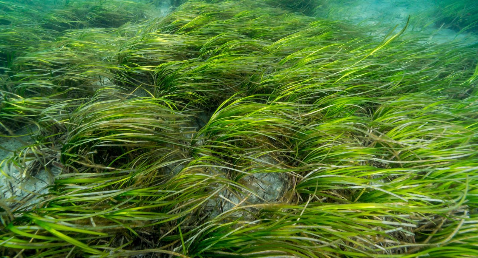 An underwater eelgrass meadow.