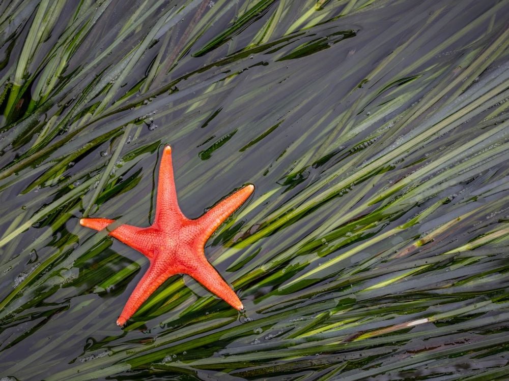 A red starfish lies atop a bed of partially submerged green and and black eelgrass.
