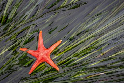 Eelgrass Is Amazing. Here’s Who’s Saving It